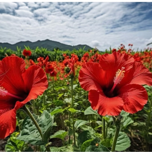 Meet your Posher, Leila - Picture 5 of 12